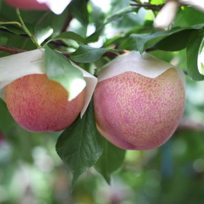 ふるさと納税 南アルプス市 【2025年先行受付】南アルプス市産　すもも『大玉貴陽』約1.8kg(7〜10玉) |  | 01