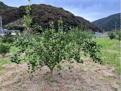 皮ごとシークワーサー果汁100％（300ml×３本セット）調味料 飲料 お酒 数量限定 先行予約【R00359】