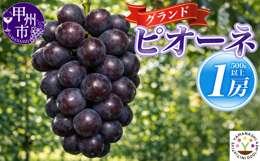 
                  【輝琳】KOSHUグランドピオーネ 1房（500g以上）【2026年発送】（SFM）A09-965　【 ピオーネ  ぶどう 葡萄 ブドウ 令和8年発送 期間限定 山梨県産 甲州市 フルーツ 果物】
                