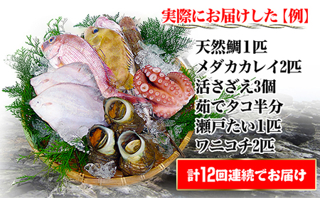 ［頒布会12回］瀬戸内海産の海産物の詰め合わせ（下処理アリ）