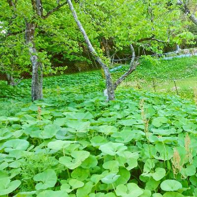 ふるさと納税 竹田市 山のうまいもの佃煮セット |  | 03