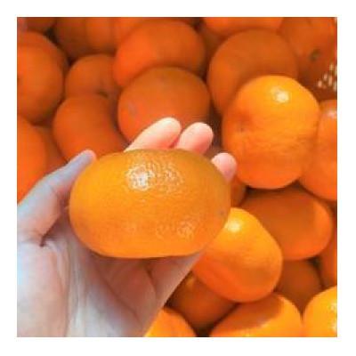ふるさと納税 牧之原市 みかん(2kg)と採りたて野菜(5品)セット |  | 03