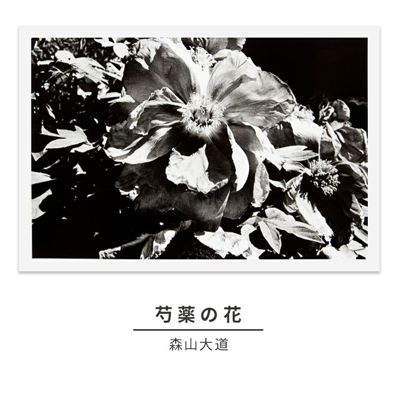 【ふるさと納税】zushi art gallery森山大道写真作品「芍薬の花」（写真集『光と影』1982年より）　インテリア・森山大道・写真作品・作品・写真