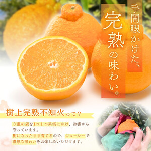 【限定】 不知火 樹上完熟 約2kg （5～6個入）【2026年2月下旬頃～4月中旬頃まで発送】【KG6】【kgr024】 