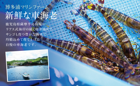 【鹿児島県産】活〆 冷凍車海老 300g（生食用） えび クルマエビ 海鮮 刺身 南さつま市