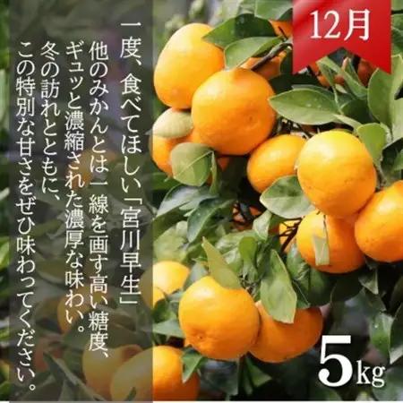 【発送月固定定期便】和歌山からの贈り物　農園直送　季節の柑橘定期便(贈答用)　各5kg全3回【配送不可地域：離島・北海道・沖縄県】【4053733】