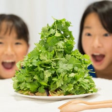 初心者も安心のお野菜栽培キット(パクチーの種付き)　四万十の豊かな土壌を再現!