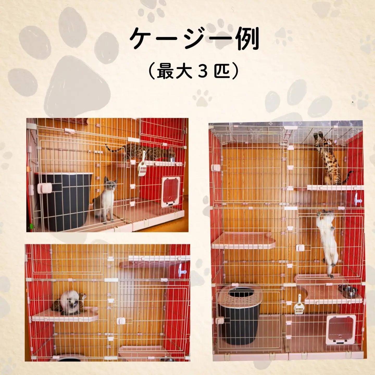 【長野県飯山市】にゃんほてる（猫専用ペットホテル） リバティベル 利用券3,000円分（T-17） 