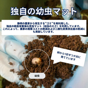 ヘラクレスオオカブト大型オス（140-150mm）【配送不可：北海道・沖縄・離島（一部除く】