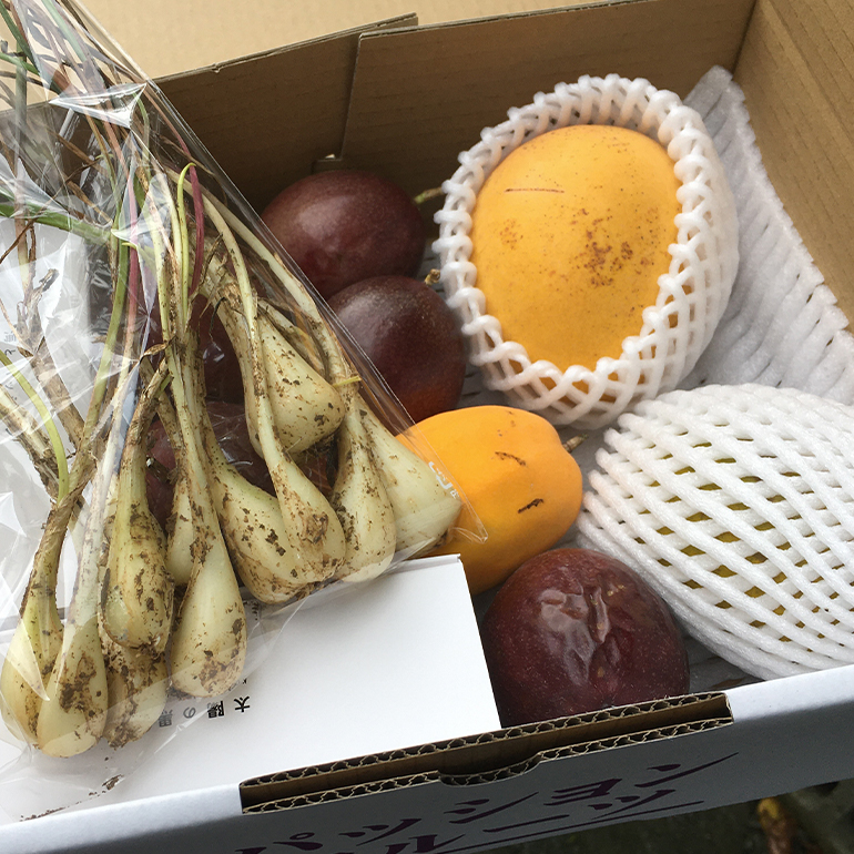 【2025年発送】熱帯果樹園小池さん家　お任せセット（竹） 126-2