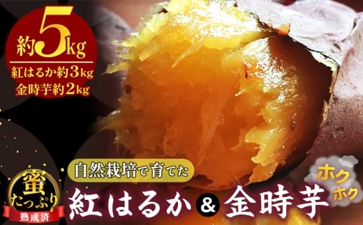 自然栽培で育てた蜜たっぷり紅はるか＆ホクホク金時芋　☆熟成済☆ 約5kg ／ サツマイモ 紅はるか 金時芋 自然栽培 無農薬 熟成 甘い ホクホク トロトロ さつまいも 野菜セット 5kg お取り寄せ 下松 ご当地 冷蔵 芋 旬 食材山口県 No.223