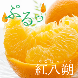 先行受付 2027年1月下旬～発送 紅八朔4kg 川田柑橘園 広島県産