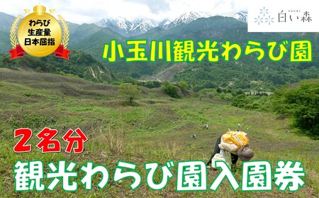 小玉川観光わらび園入園券（２名様分）