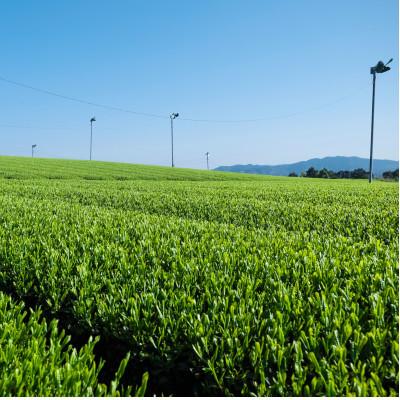 ふるさと納税 筑前町 【八女茶　江戸宝永年間創業】14代目オススメの八十八夜の八女茶「翠」3本セット(ご自宅用) |  | 03