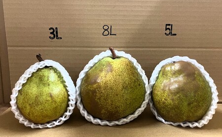 【超大玉８Ｌサイズ！！】ラ・フランス　４玉　ご家庭用　0078-2608