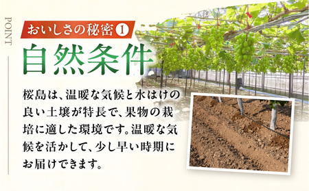 2024年8月お届け先行予約！【桜島産】シャインマスカット　3房　K260-001_03 シャイン マスカット ぶどう ブドウ 葡萄 糖度 18度 皮ごと 種なし 種無し 粒 果汁 果物 フルーツ 旬