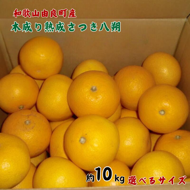 【ふるさと納税】【選べるサイズ】【産直】和歌山由良町産の木成り熟成八朔 約10kg（S〜Lサイズ または L～4Lサイズ）※2026年3月中旬～2026年4月中旬頃に発送（お届け日指定不可）