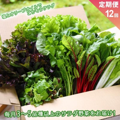 【毎月定期便】サラダ野菜セット 3～5品以上を毎月お届け全12回【配送不可地域：離島】【4053787】