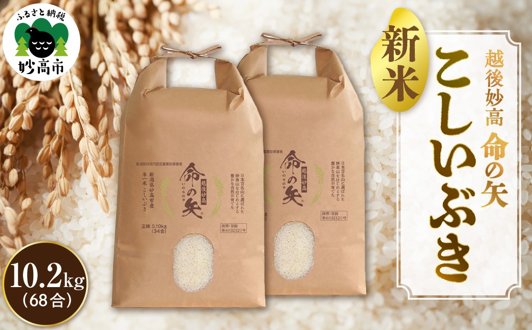 
                  先行予約 令和8年産 越後 妙高 命の矢 こしいぶき 10.2kg 新潟県 上越 妙高産 米どころ 白米 精米 コメ お米 こめ ご飯 ごはん ライス 弁当 小分け 大容量 お取り寄せ 送料無料 妙高市 コシイブキ 創頼屋 株式会社創頼屋 いのちのや
                