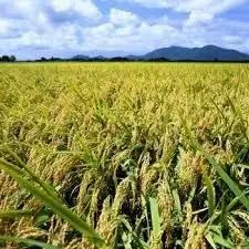 【令和8年産新米】 新潟県産「新之助」 白米 5kg 阿賀野市産 中島農場 精米 新潟県 米 こめ コメ お米 ごはん ご飯 農家直送 色彩選別済 新米 新米予約 令和8年産 9月下旬より順次発送 3