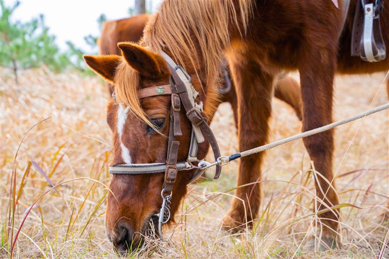 一棟貸切宿「茶心」1泊2日特別宿泊券(夕・朝食付き) + 乗馬体験(最大４名)【T9】