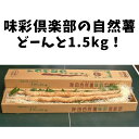 【ふるさと納税】ミネラルたっぷり！粘り強い自然薯 1.5kg 味彩倶楽部