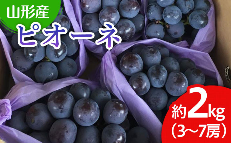 
            山形市産 ぶどう(ピオーネ) 秀 2kg(3〜7房) 【令和7年産先行予約】FU22-052 くだもの 果物 フルーツ 山形 山形県 山形市 ぶどう 葡萄 ブドウ 2025年産
          