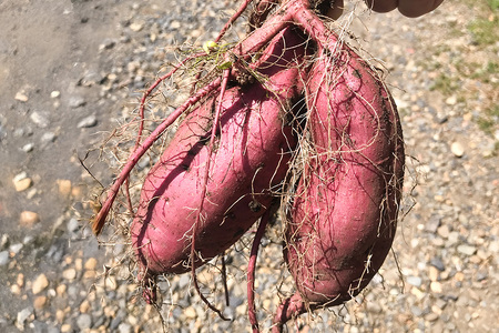 【京阪百貨店厳選】茨城県産べにはるか 5kg（新物）[サイズ無選別品] 芋 さつま芋 サツマイモ さつまいも B18-003