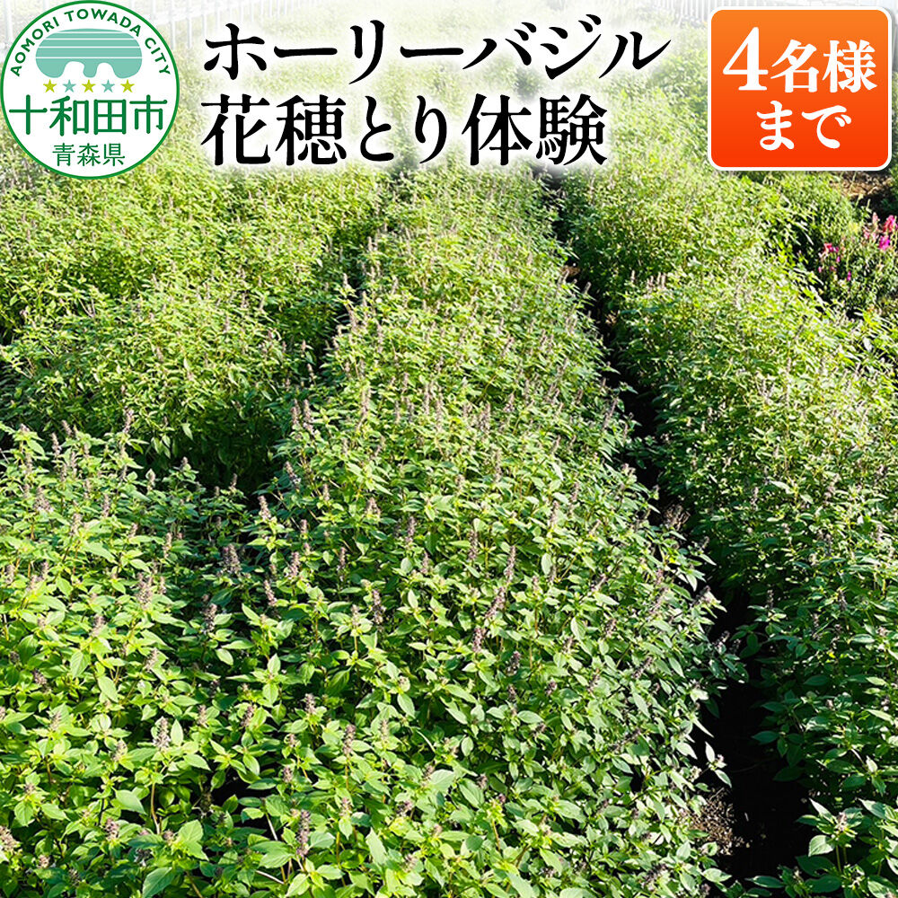 【ふるさと納税】ホーリーバジル花穂とり体験（4名様まで）青森県十和田市 [ハーブ 農業体験]