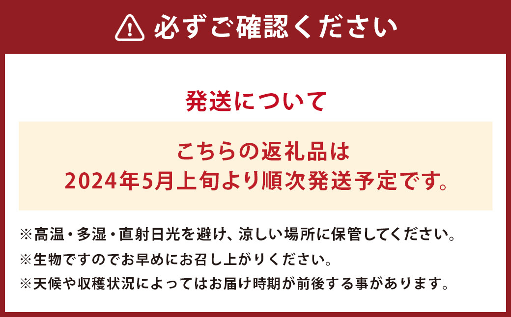 肥後グリーンメロン 1玉 (4L以上)