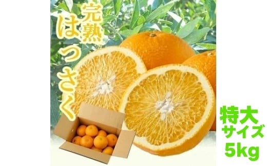 タカじいの 完熟 さつき はっさく5kg / 八朔 特大サイズ 和歌山 有田 柑橘 ※4月上旬〜4月下旬に順次発送予定 【krs022-l-5A】