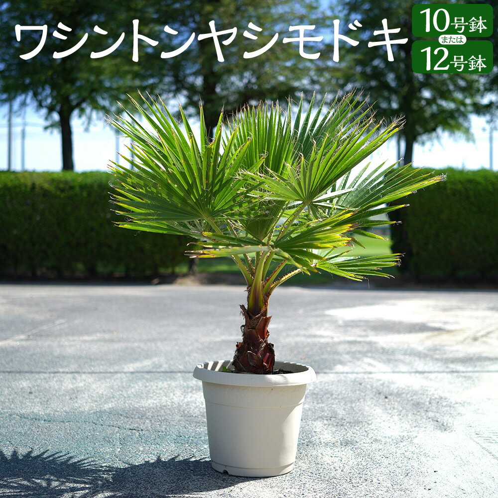 【ふるさと納税】【大きさが選べる】 ワシントン ヤシモドキ 10号鉢 or 12号鉢 ヤシ ヤシの木 ガーデニング 植物 南国 インテリア 鉢 三重県 桑名市 送料無料