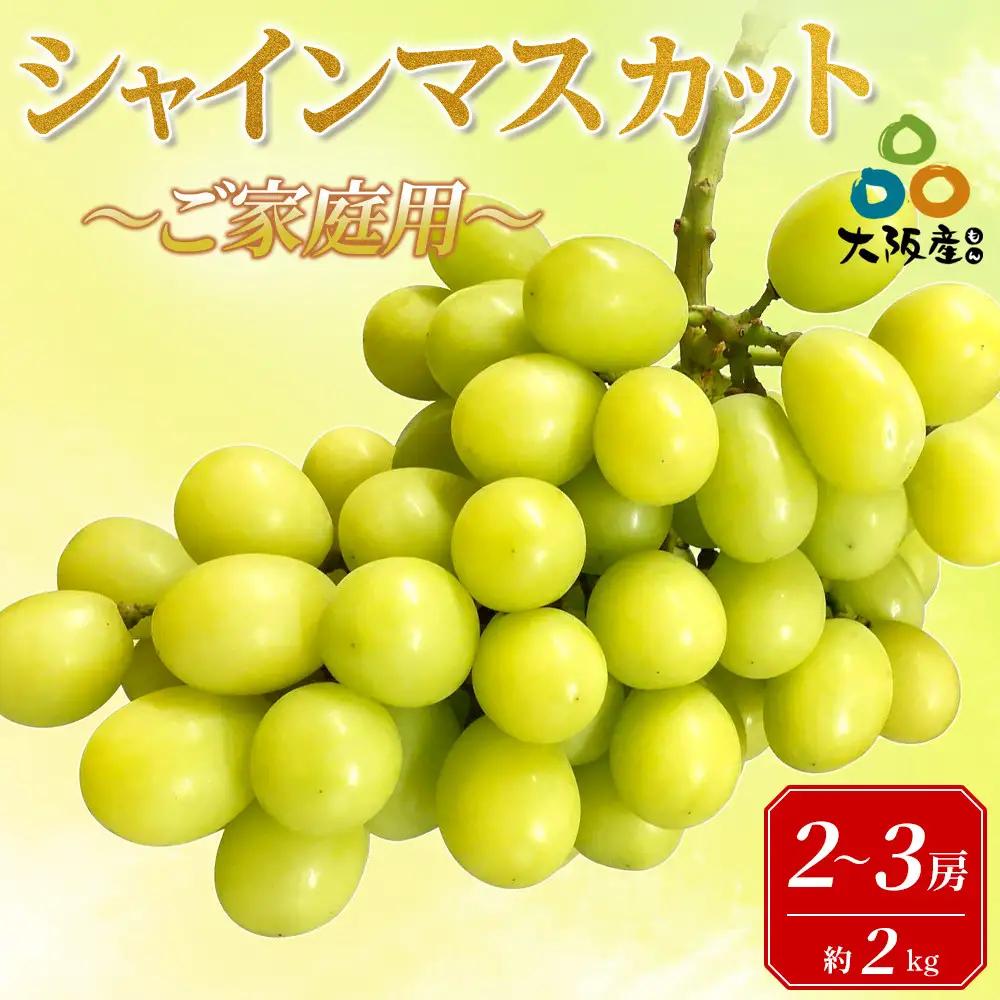 ＜2026年度＞【貝塚市産】ご家庭用シャインマスカット 約2kg（2～3房）ブドウ葡萄果物フルーツ果物