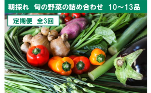 【3回定期便】【土佐野菜】旬の野菜詰め合わせ10～13品目【株式会社SIMA】 [BQAZ003]