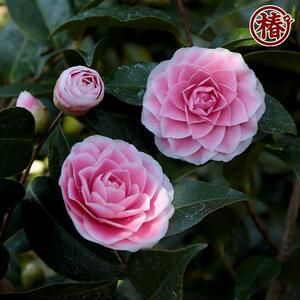 椿　新花「まほろば」5号鉢開花見込み苗