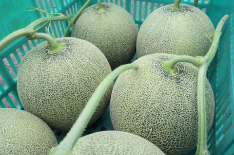 【先行予約】北海道栗山町産 幻のメロン 大箱（4～6玉 計8kg程度）