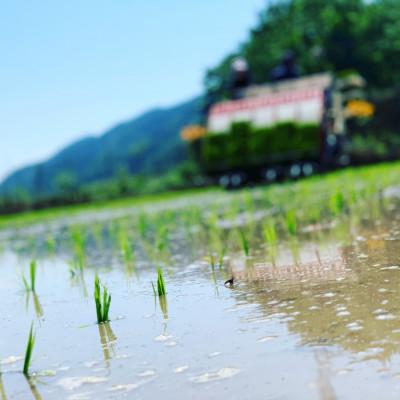 ふるさと納税 朝来市 令和7年産　稲場農産のコシヒカリ30kg(玄米)【10月発送開始】兵庫県産新米　もっちり美味しいお米 |  | 01