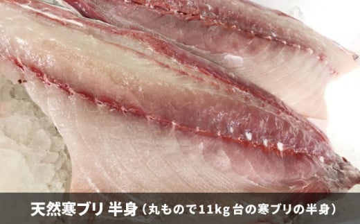 【年内発送】【11/1〜1/15お届け 年末年始用】壱岐島産天然寒ブリ（一本丸ものサイズ11キロ台 半身ブロック）《壱岐市》【壱岐島 玄海屋】 [JBS106]