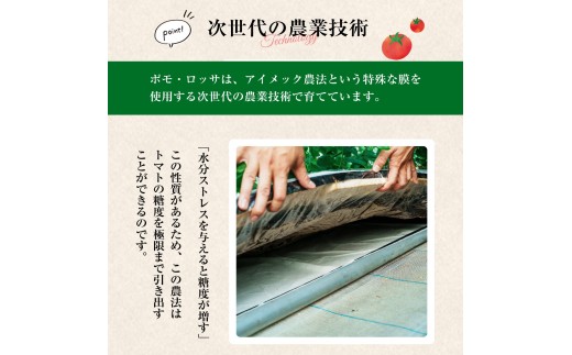 【12月から順次発送予定】濃厚フルーツトマト 1kg 糖度9度～11度 食べ比べ セット ポモ・ロッサ 陽だまりセレクション 先行予約 トマト 高糖度 ミニトマト プチトマト 完熟トマト とまと to
