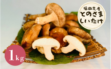 生しいたけ とのさましいたけ 1kg (250g×4袋) 福田農産 | 新潟県 五泉市 しいたけ 椎茸 シイタケ きのこ