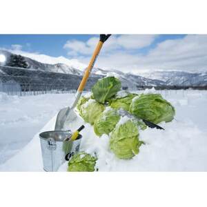 『白馬そだち』長野県白馬村産　雪中キャベツ　計約2kg(1玉～2玉)【配送不可地域：離島・北海道・沖縄県・東北・中国・四国・九州】【1489308】