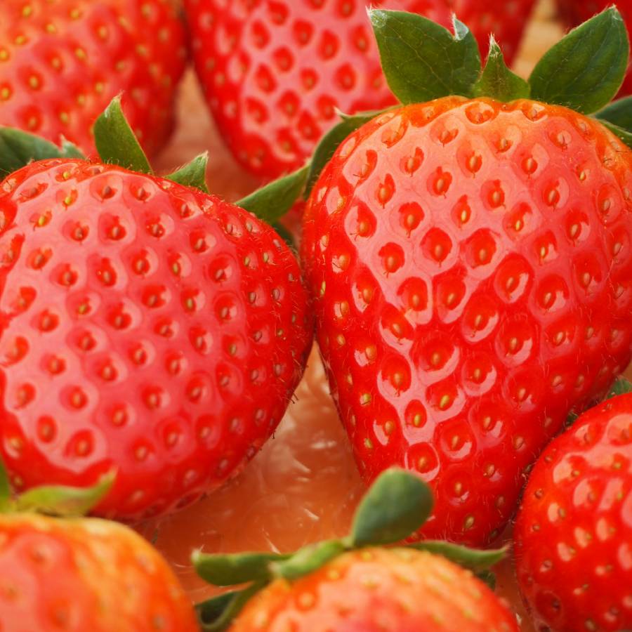 ＜奈良のいちごやさん＞苺「古都華」（特大サイズ）6粒x2パック（計12粒）【三越伊勢丹選定】