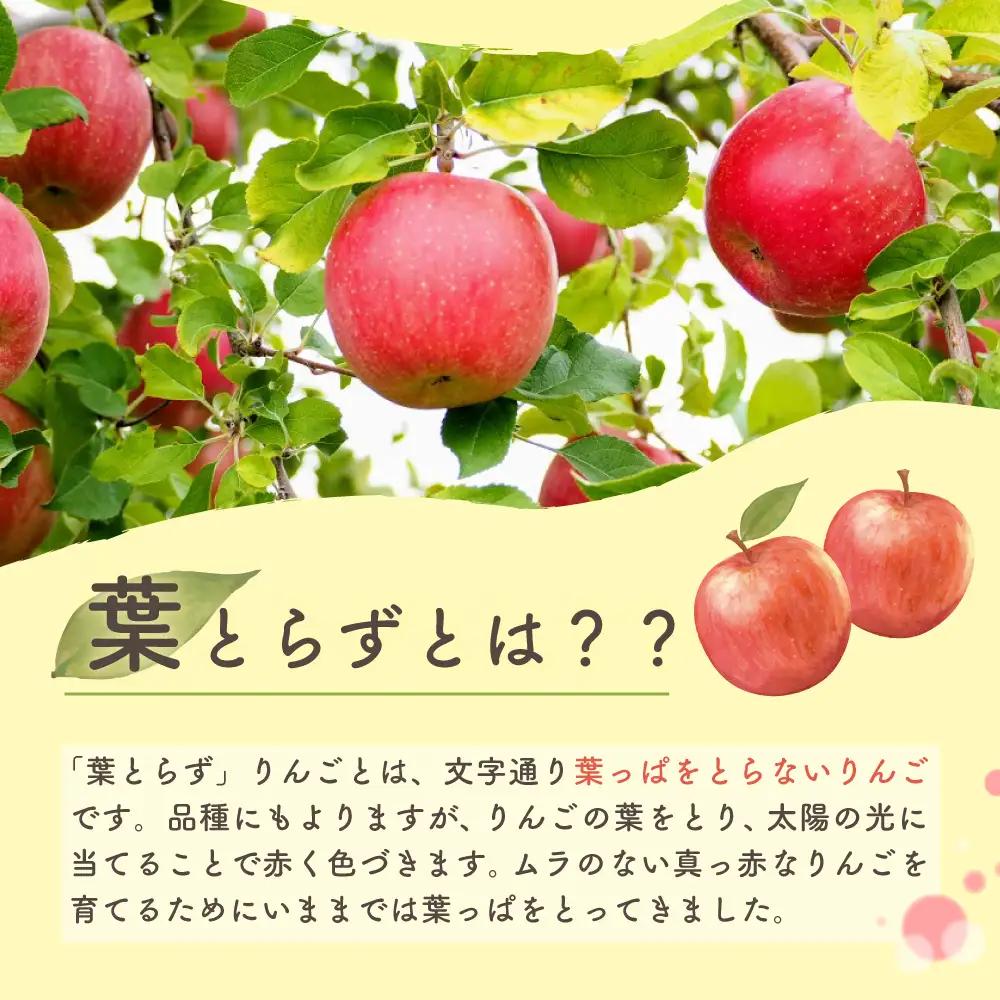 【2027年3月上旬発送】りんご 葉取らずサンふじ 10kg 程度 青森りんご