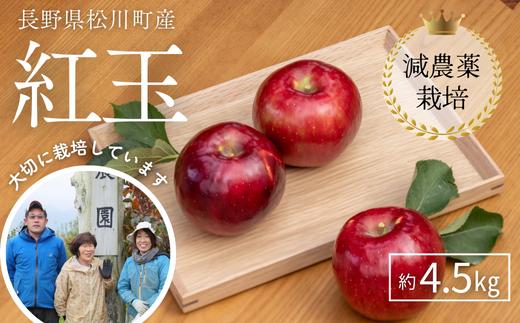 YN14-26A 【先行予約】りんご 紅玉 約4.5kg 減農薬栽培 秀品／2026年9月下旬頃から配送予定 // りんご リンゴ 林檎 紅玉 減農薬栽培 農家直送 農家支援 長野県 松川町産