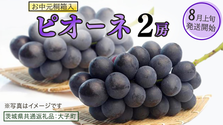 【 お中元 桐箱入り】 ピオーネ ２房 【2026年8月上旬発送開始】(茨城県共通返礼品：大子町) 