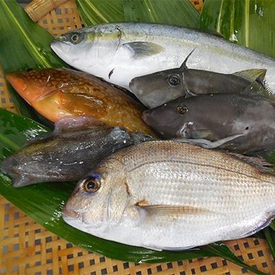 ふるさと納税 美浜町 簡単で便利!手軽で新鮮な若狭秋〜冬の鮮魚セット　計1.3kg　毎週木・金・土発送