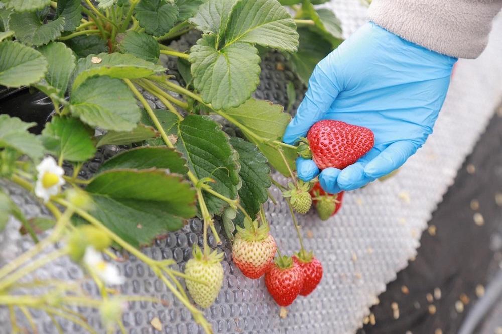 特選☆いちご【まりひめ】1月中旬から5月上旬まで発送【KF9】