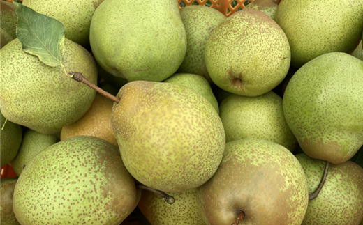 
            7-012-039　サトケンさんの昔懐かしい梨「千両」Lサイズ 9kg
          