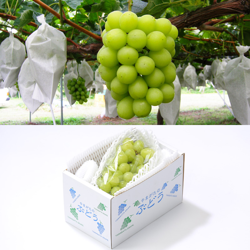 【定期便3回】☆フルーツ王国山形☆『シャインマスカット