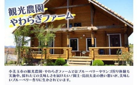 ブルーベリー狩り体験チケット（大人2名様分）ブルーベリー ブルーベリー狩り フルーツ 果物 フルーツ狩り チケット 体験 ジュース ビタミンE アントシアニン 目にいい 健康 美容 ギフト 贈り物 茨